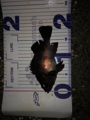 根魚の活性高め