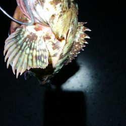 良型カサゴ1匹!ホタルイカも獲れたよ。