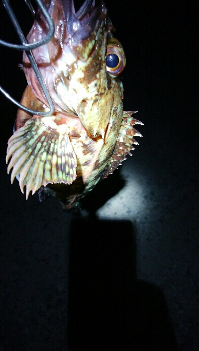 良型カサゴ1匹!ホタルイカも獲れたよ。