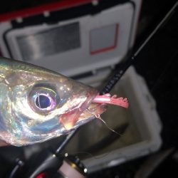 アジング練習　268