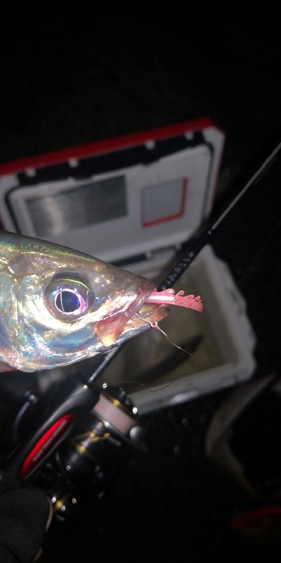 アジング練習　268