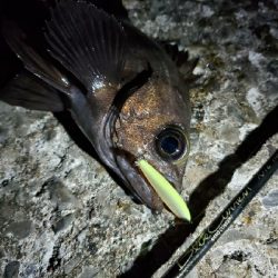 今年はなかなか型を出せない