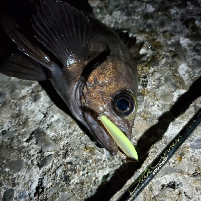 今年はなかなか型を出せない