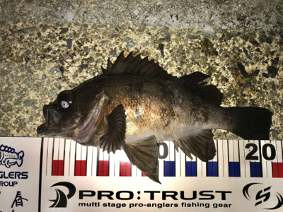 エステル0.3でチヌ！