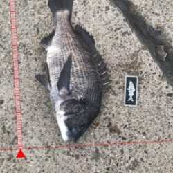 今日もボコボコ