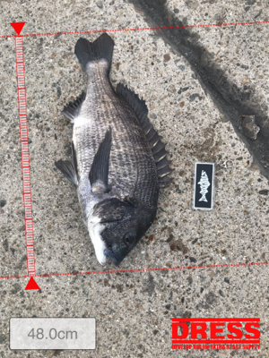 今日もボコボコ