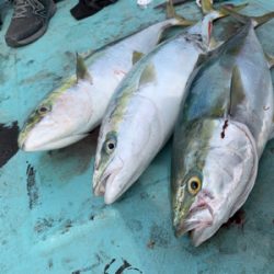 宇和島ブリジギング