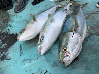 宇和島ブリジギング