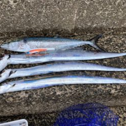 太刀魚、サゴシ