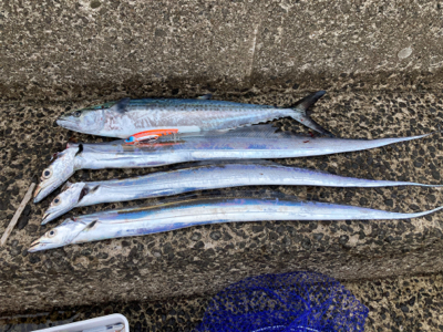 太刀魚、サゴシ