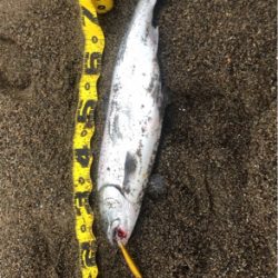 海サクラマスx2 ジグミノー　ワイルドボーイ28g