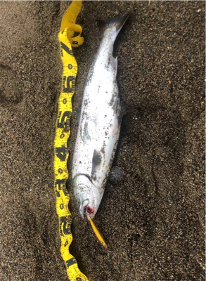 海サクラマスx2 ジグミノー　ワイルドボーイ28g