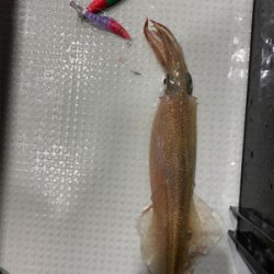 ヤリイカメタル