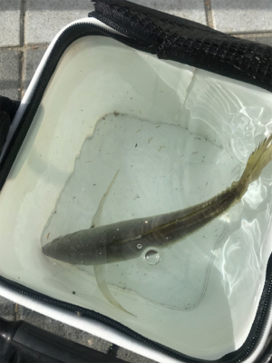 キャロアジング