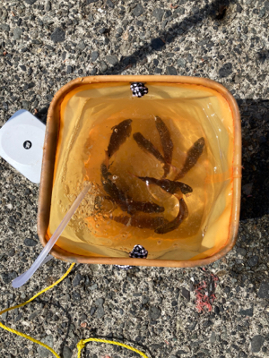 サビキ釣りと投げ釣り