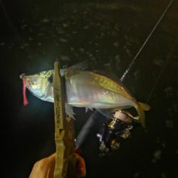 アジング練習　269 　