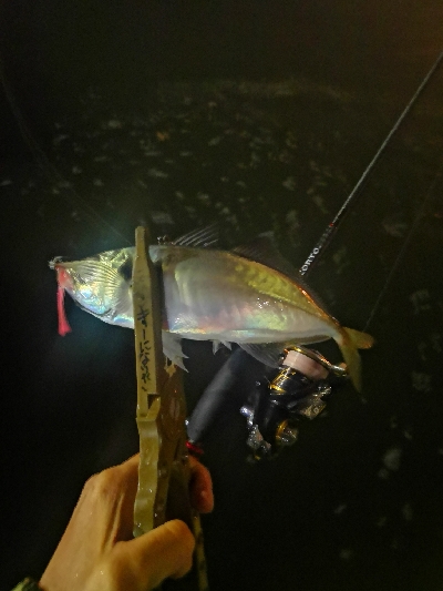 アジング練習　269 　