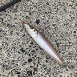 シーズン前の堤防キス釣り！！