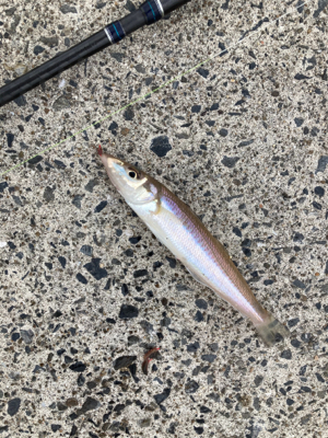 シーズン前の堤防キス釣り！！