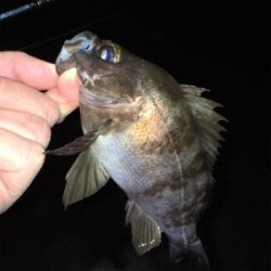 雨上がりのメバル