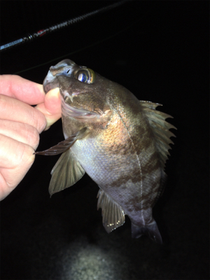 雨上がりのメバル