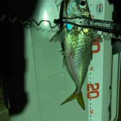 アジングの練習