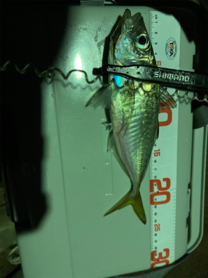 アジングの練習