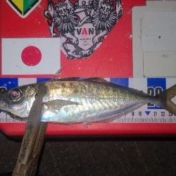 アジング練習　270　