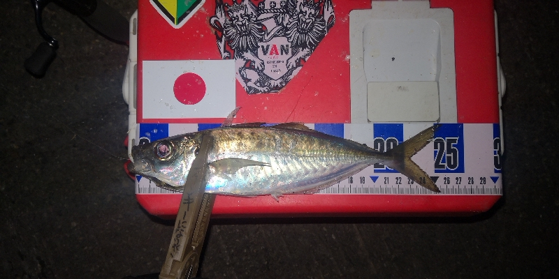 アジング練習　270　