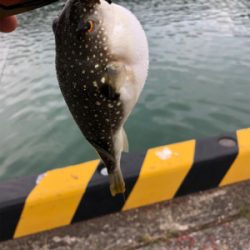 海でテキサスリグ