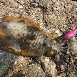 地磯をランガン