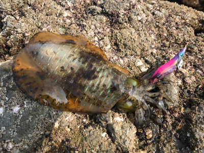 地磯をランガン