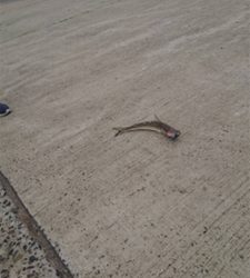 仕事帰りにフラットフィッシュ狙い！！