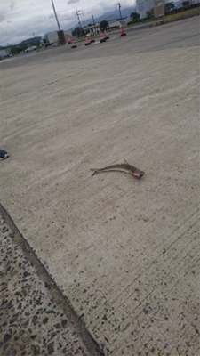 仕事帰りにフラットフィッシュ狙い！！