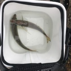 キャロアジング