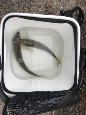 キャロアジング