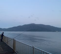 たっぷりサゴシ