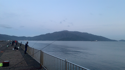 たっぷりサゴシ