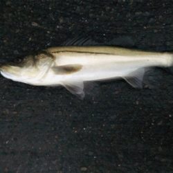 夕まづめ 30分一本勝負