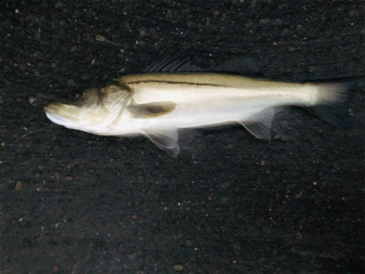 夕まづめ 30分一本勝負