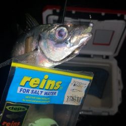 アジング練習　271