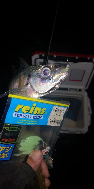 アジング練習　271