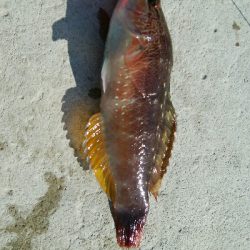 餌でベラ2匹！フグ多数・・・