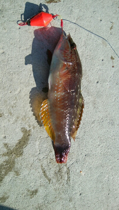 餌でベラ2匹！フグ多数・・・