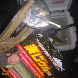 アジング練習　272