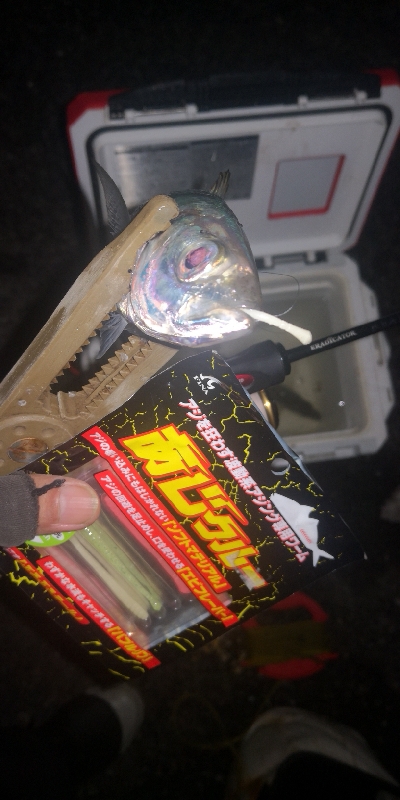 アジング練習　272