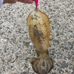 春イカなのにロリイカも。