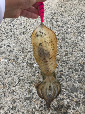 春イカなのにロリイカも。