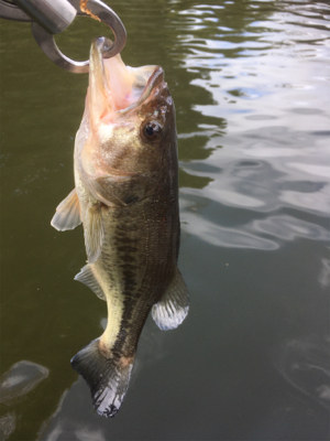 サイズは伸びず