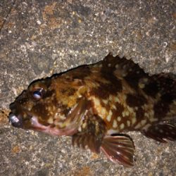 メバルとガシラ